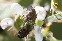 Diphucrania