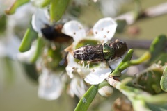 Diphucrania