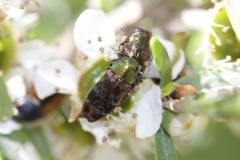 Diphucrania