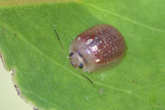 Paropsisterna cloelia