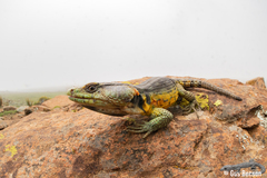 Pseudocordylus subviridis