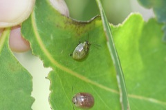 Paropsisterna cloelia