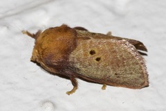 Doratifera quadriguttata