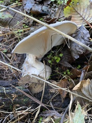 Pleurotus dryinus