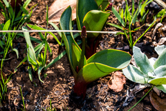 Eriospermum mackenii