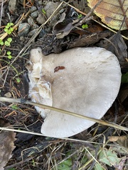 Pleurotus dryinus