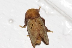 Doratifera quadriguttata