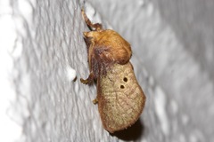 Doratifera quadriguttata