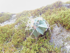 Ferocactus histrix