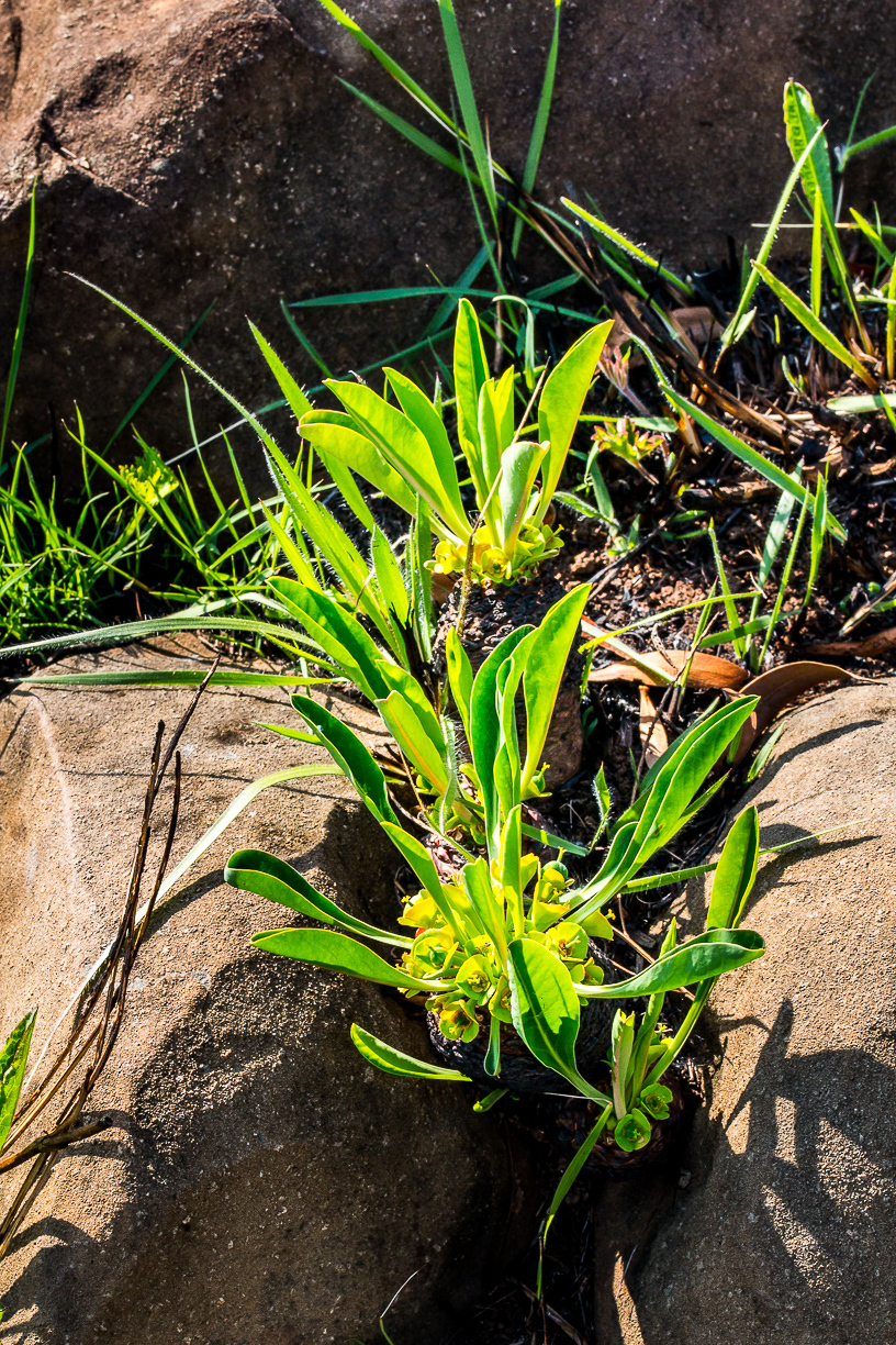 Euphorbia bupleurifolia Jacq.