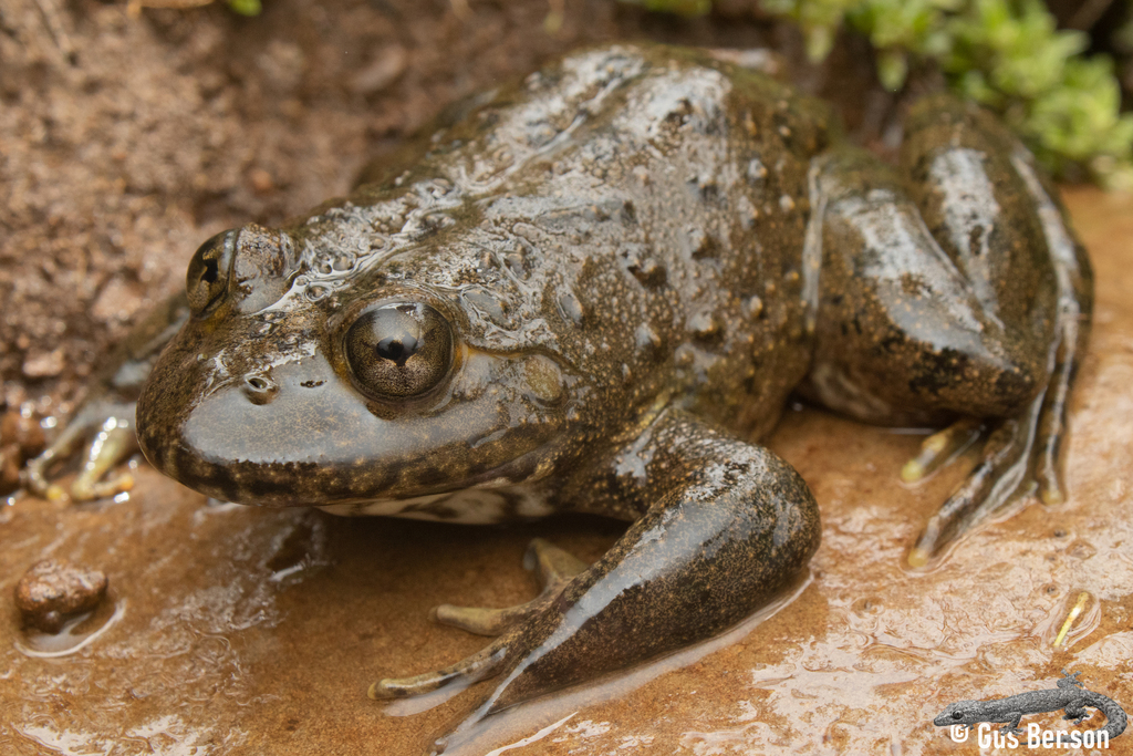 Aquatic River Frog
