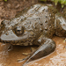 Maluti River Frog - Photo (c) Gus Benson, some rights reserved (CC BY-NC), uploaded by Gus Benson