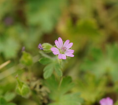 Geranium molle