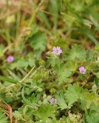 Geranium molle
