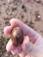 Monetaria caputserpentis