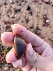 Monetaria caputserpentis