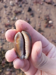 Monetaria caputserpentis