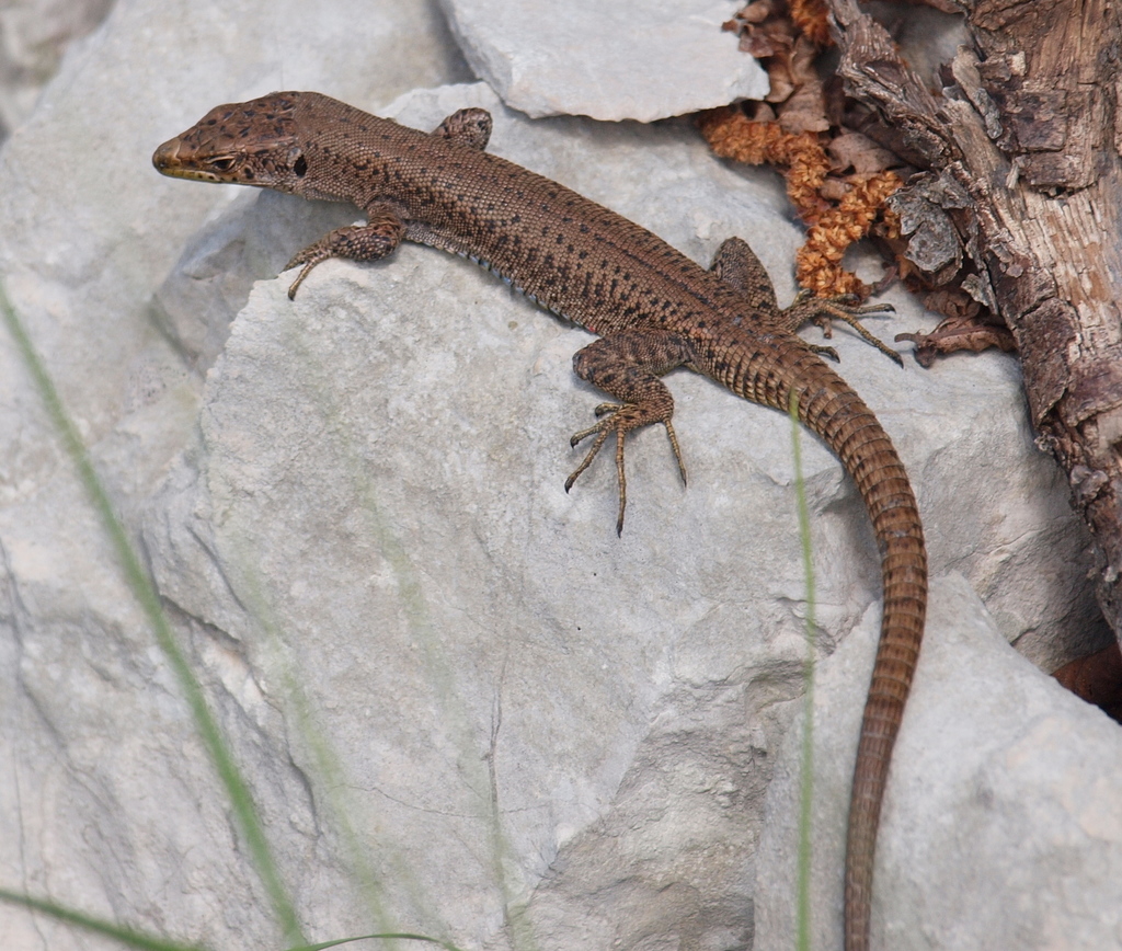 Mosor Rock Lizard