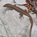 Dinaric Rock Lizards - Photo (c) Orjen, some rights reserved (CC BY-SA)