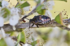 Oechalia schellenbergii