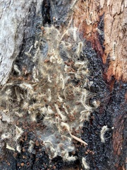 Leptocneria reducta