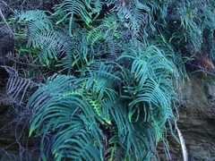 Gleichenia