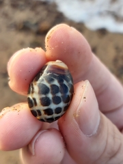 Tenguella marginalba