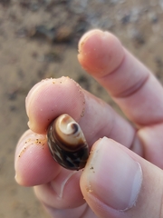 Tenguella marginalba