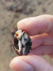 Tenguella marginalba