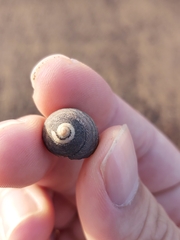 Austrocochlea porcata