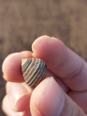 Austrocochlea porcata