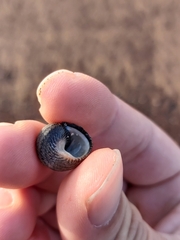 Austrocochlea porcata