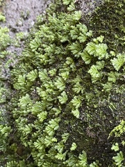 Hypnodendron