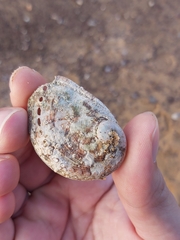 Haliotis coccoradiata