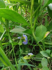 Scaevola calendulacea