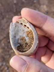 Haliotis coccoradiata