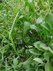 Scaevola calendulacea
