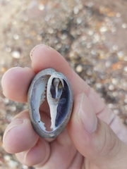 Monetaria caputserpentis