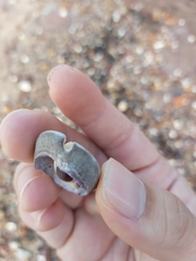 Monetaria caputserpentis