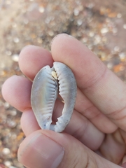 Monetaria caputserpentis