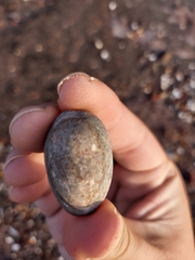 Monetaria caputserpentis