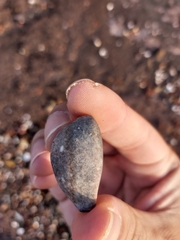 Monetaria caputserpentis