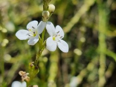 Gomphostigma virgatum