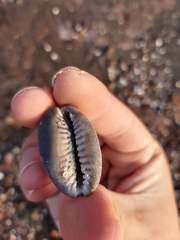 Monetaria caputserpentis