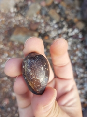 Monetaria caputserpentis