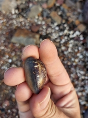 Monetaria caputserpentis