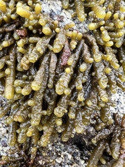 Splachnidium rugosum