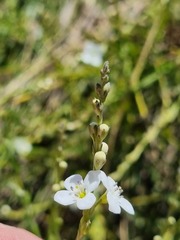 Gomphostigma virgatum