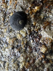 Nerita melanotragus