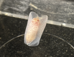 Gastropteron pacificum